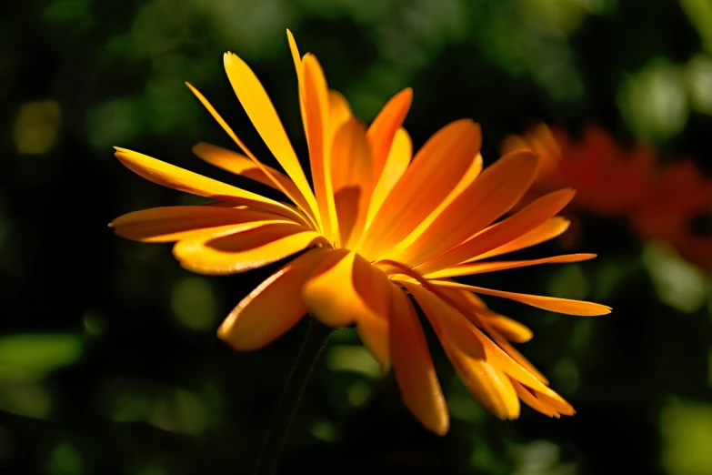 a close up of a yellow flower with green leaves in the background, a macro photograph, by Jan Rustem, orange neon backlighting, flowers with very long petals, harsh sunlight, various posed