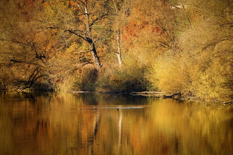 a large body of water surrounded by trees, a photo, by Istvan Banyai, flickr, tonalism, golden colors, duck, deep colours. ”, warsaw