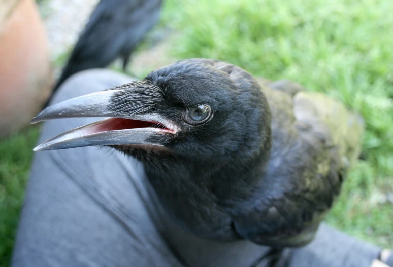 a close up of a person holding a bird, by Sigrid Hjertén, flickr, prominent jaw and visible fangs, raven bird, young male, bird\'s eye view