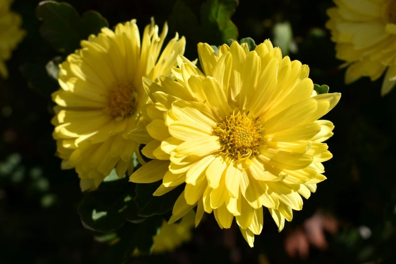 a close up of a bunch of yellow flowers, by Tom Carapic, pixabay, chrysanthemum, gentle shadowing, high res photo, autum