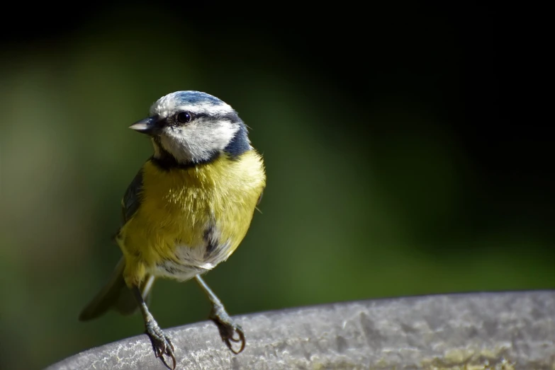 a blue and yellow bird sitting on top of a bird bath, a picture, by Dave Allsop, walking towards camera, on a birdge, bushy tail, backpfeifengesicht