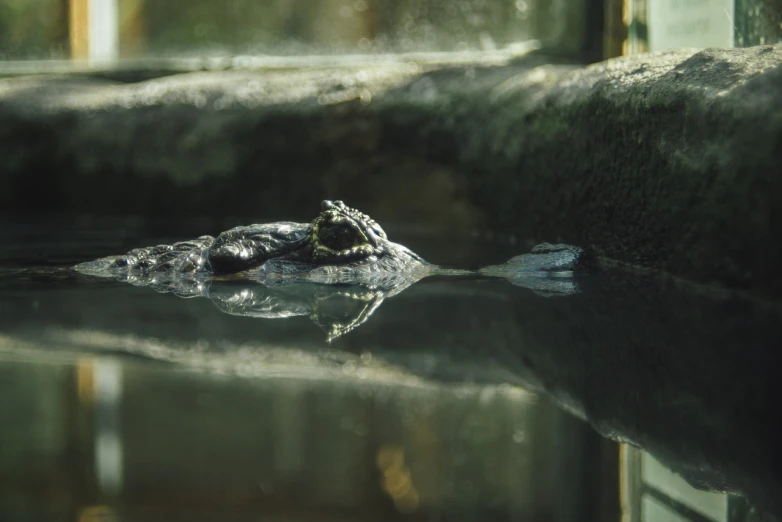 a turtle laying on top of a body of water, a picture, sumatraism, photo of crocodile, 35mm photo, taken in zoo, 4k photo”