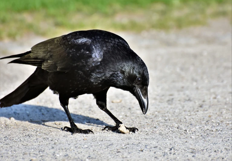 a black bird standing on top of a gravel road, a portrait, pixabay, renaissance, sharp teeth and claws, side view close up of a gaunt, crouching, on the sidewalk