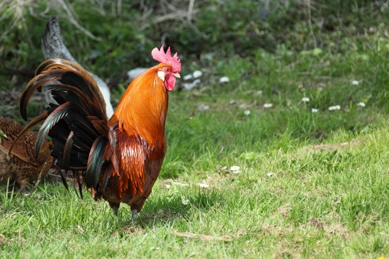 a rooster standing on top of a lush green field, pixabay, 🦩🪐🐞👩🏻🦳, side view close up of a gaunt, local conspirologist, reddish