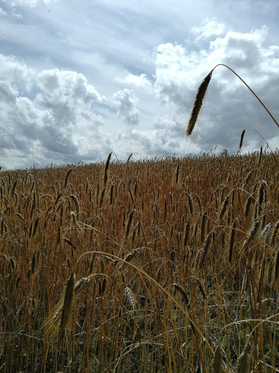 a field of ripe wheat under a cloudy sky, a picture, figuration libre, phone photo, stems, beautiful photo