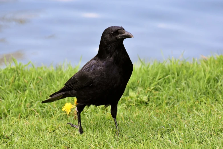 a black bird standing on top of a lush green field, inspired by Gonzalo Endara Crow, pixabay, renaissance, on a riverbank, while smiling for a photograph, flower, stock photo