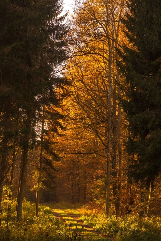 a bench sitting in the middle of a forest, a picture, by Karl Walser, shutterstock, warm golden backlit, road between tall trees, in an evening autumn forest, roofed forest