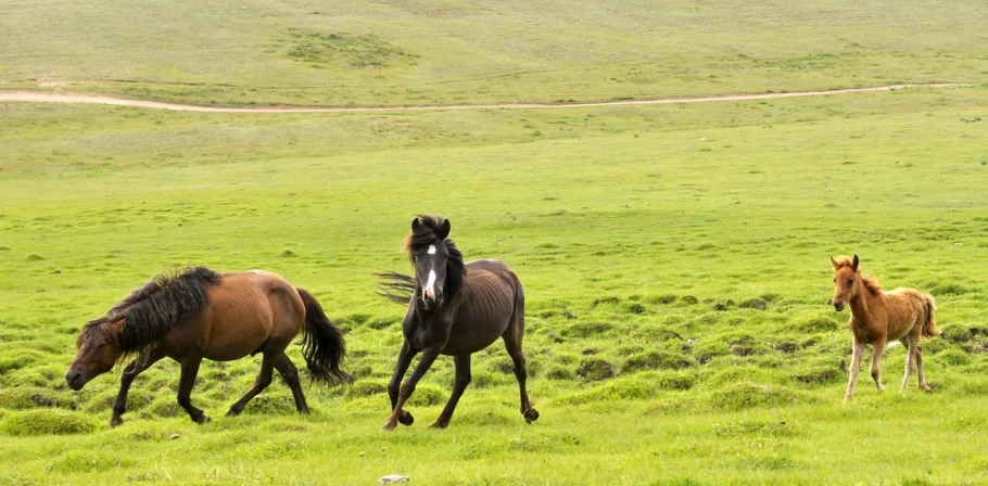 a herd of horses running across a lush green field, by Alexander Runciman, flickr, mongolia, whirling, two male, panorama