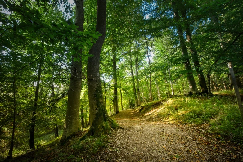 a dirt path in the middle of a forest, a picture, by Emanuel Büchel, shutterstock, high quality nature photography, late summer evening, wild forest!!! vegetation!!!, color ( sony a 7 r iv