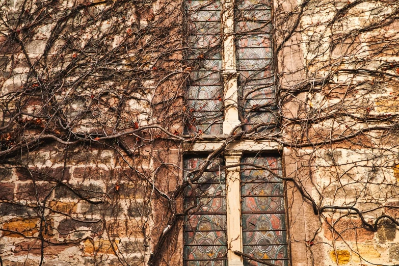 a window with vines growing up the side of it, inspired by Robert Campin, shutterstock, crucifix, patterns and textures, covered with wires, gothic church background