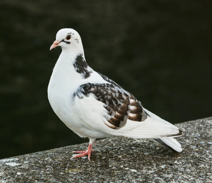 a white pigeon standing on top of a cement wall, a portrait, shutterstock, white with black spots, dressed in ornate, voge photo