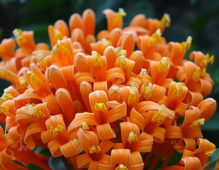 a close up of a bunch of orange flowers, a macro photograph, by Gwen Barnard, shutterstock, hurufiyya, vicious snapping alligator plant, large cornicione, very highly detailed, beautifully symmetrical