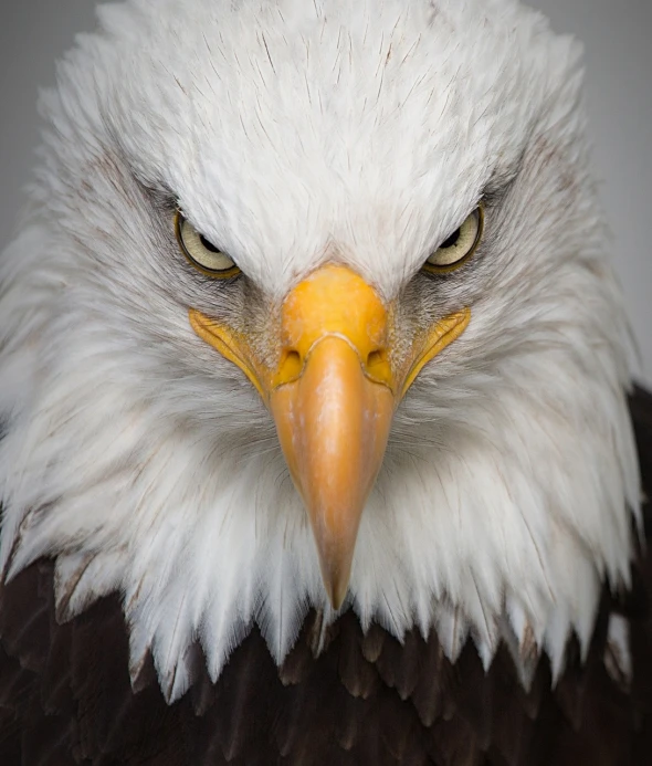 a close up of a bald eagle's face, a portrait, by Paul Bird, shutterstock, angry facial expressions, usa, 🦩🪐🐞👩🏻🦳, with a white muzzle