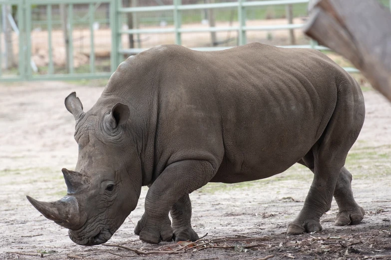 a rhino standing on top of a dirt field, a portrait, shutterstock, picture taken in zoo, 2 0 2 2 photo, two legged with clawed feet, walking