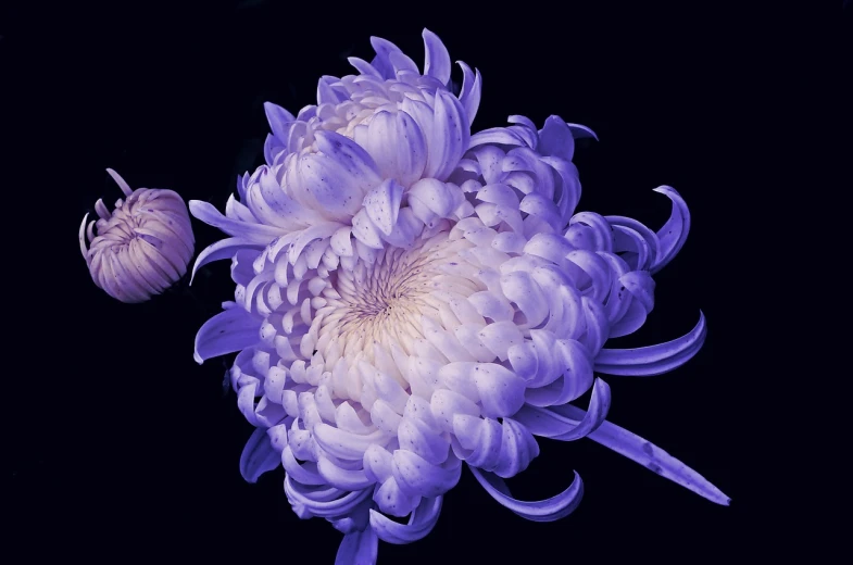 a close up of a purple flower on a black background, sōsaku hanga, highly detailed image, chrysanthemums, jingna zhang, hyperrealistic image