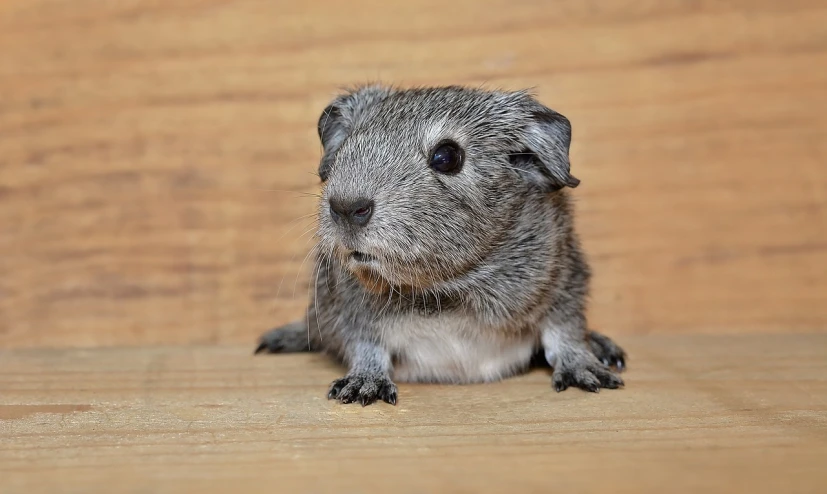 a close up of a small animal on a table, a picture, pixabay, dada, on a wooden desk, quechua, grayish, plump