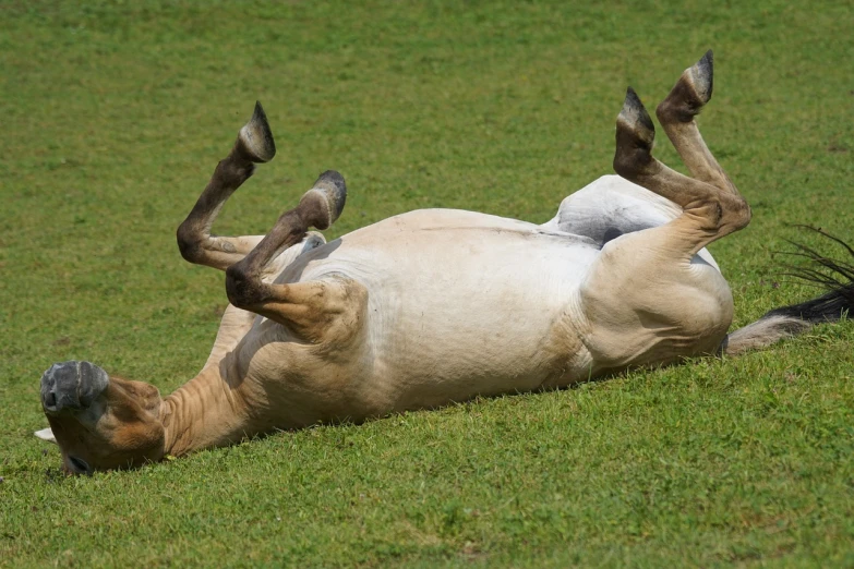 a horse rolling on its back in a field, a stock photo, by Robert Brackman, shutterstock, very funny, cloven feet and horns, perfectly shaded, horses racing