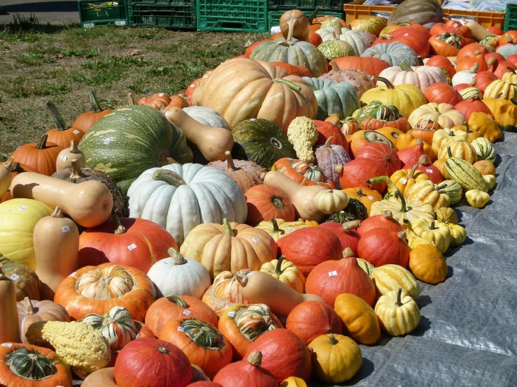 a table topped with lots of different types of pumpkins, flickr, colorful”