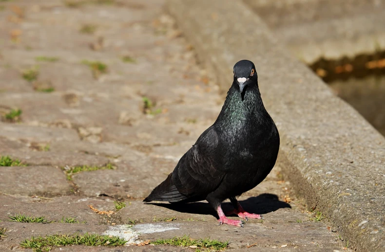a black bird standing on a sidewalk next to a body of water, shutterstock, renaissance, pigeon, side view close up of a gaunt, in sunny weather, high angle close up shot