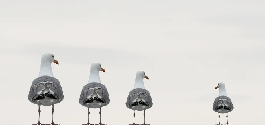 a group of seagulls standing next to each other, minimalism, watch photo