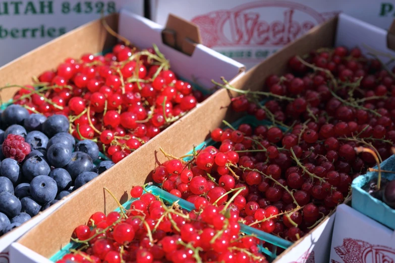 a couple of boxes filled with blueberries and raspberries, a picture, red hoods, taken with a pentax1000, farmer's market setting, sparkling