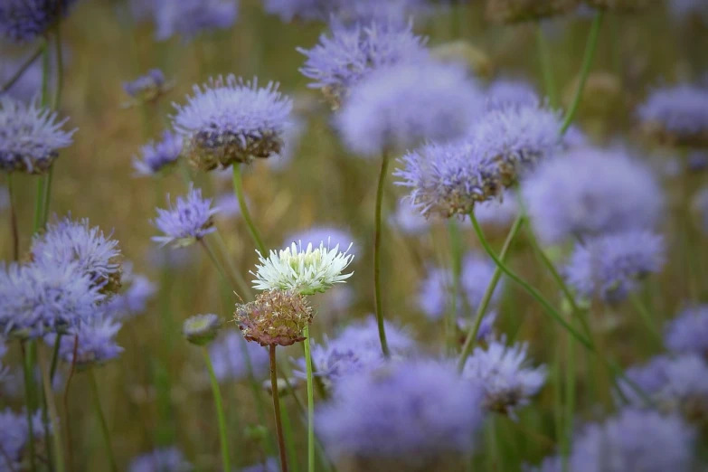 a bunch of purple flowers in a field, by Tom Bonson, flickr, minimalism, white and blue, pincushion lens effect, stella alpina flower, sublime detail