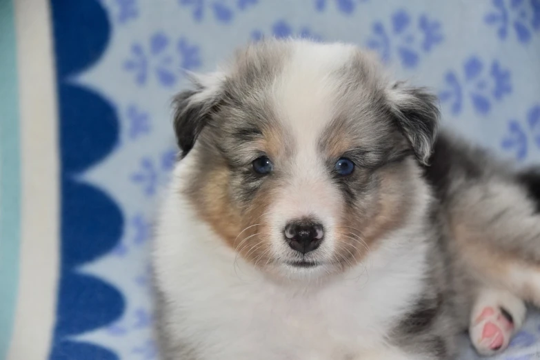 a puppy that is laying down on a blanket, a pastel, bauhaus, aussie, with a blue background, closeup of an adorable, sigma 1/6