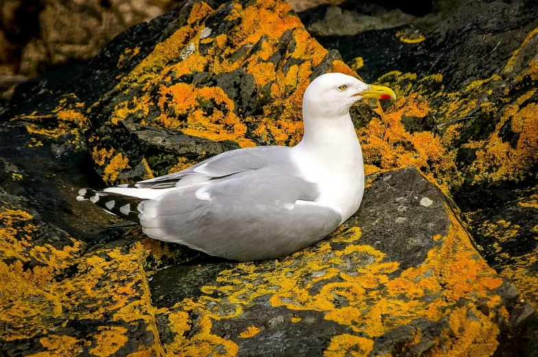 a white and gray bird sitting on a rock, a photo, by Robert Brackman, white and yellow scheme, maryport, high contrast!!, meat and lichens