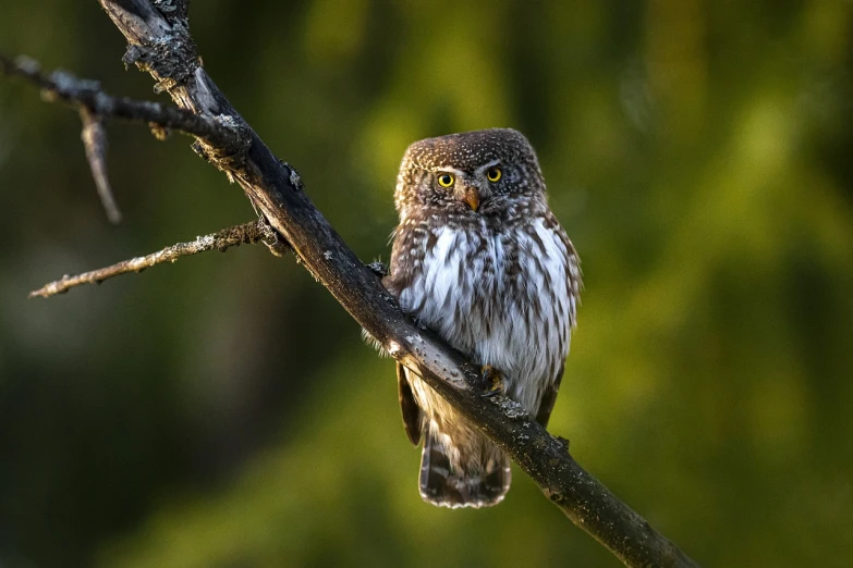 a small owl sitting on top of a tree branch, by Dietmar Damerau, shot at golden hour, tiny mouth, finland, small mouth