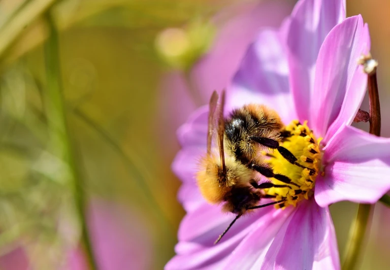 a bee sitting on top of a purple flower, by Dietmar Damerau, shutterstock, pink and yellow, miniature cosmos, stock photo, very fuzzy