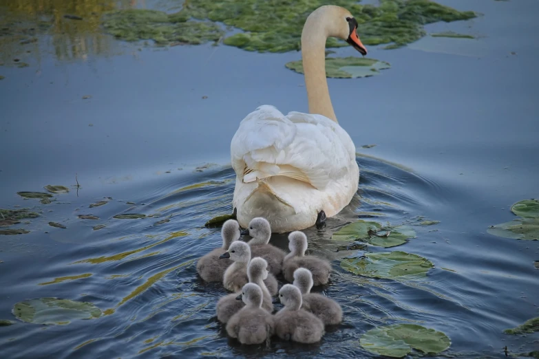 a mother swan and her babies swimming in the water, a picture, by Matt Stewart, pixabay, renaissance, standing triumphant and proud, lotus, bottom angle, from wheaton illinois