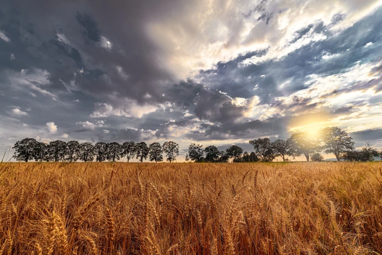 a field of wheat under a cloudy sky, a stock photo, inspired by Phil Koch, shutterstock, romanticism, on a hot australian day, trees. wide view, golden hour photo, realistic wide angle photo