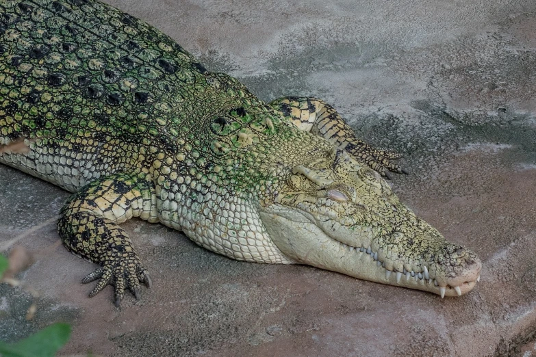 a close up of a crocodile laying on a rock, by Richard Carline, high angle closeup portrait, in the zoo exhibit, head and full body view, ultra textured