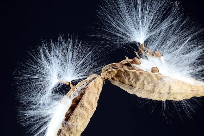 a close up of a seed on a plant, a macro photograph, on black background, feathers flying, split in half, beans