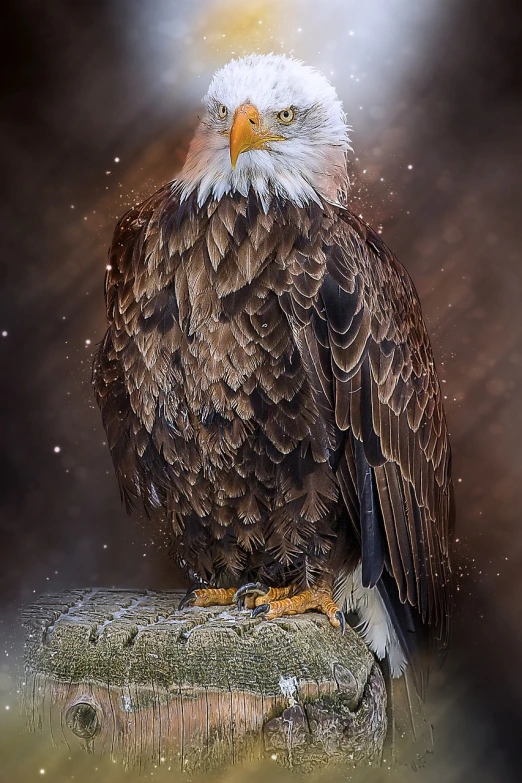 a bald eagle sitting on top of a tree stump, a portrait, by Cindy Wright, trending on pixabay, fine art, stunning digital art, a cosmic canada goose, paul barson, on a marble pedestal