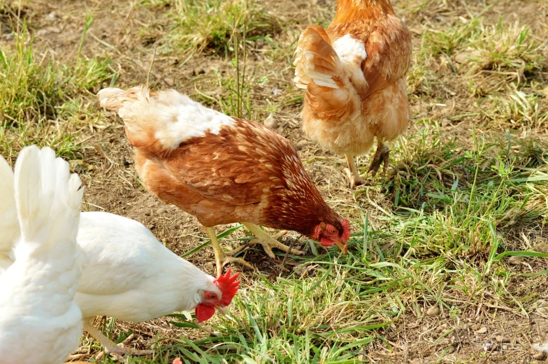 a group of chickens standing on top of a grass covered field, a photo, eating, high res photo