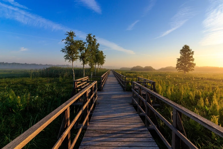 a wooden walkway over a lush green field, by Alfons Walde, located in a swamp at sunrise, taken with sony a7r camera, midwest countryside, landscape photography