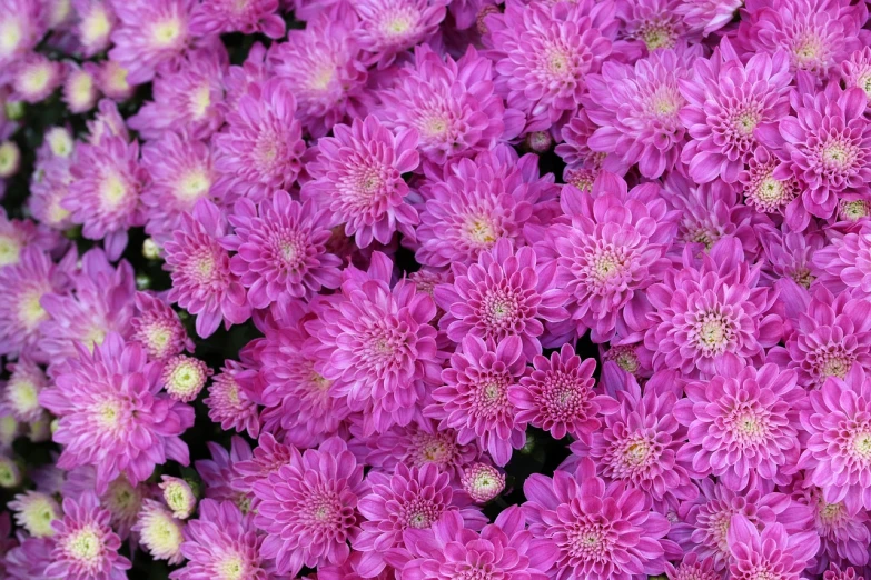 a close up of a bunch of pink flowers, a picture, by Jan Rustem, chrysanthemums, purple magic, high quality product image”
