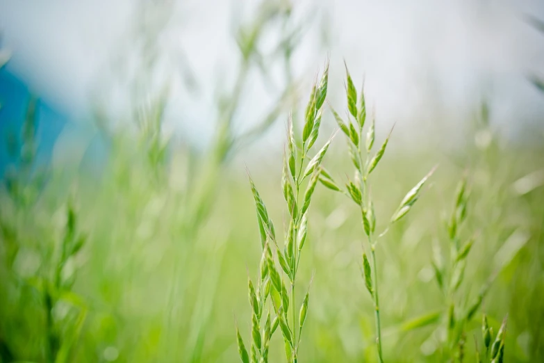 a close up of some tall grass in a field, a picture, by Thomas Häfner, naturalism, istock, green flags, malt, wide focus