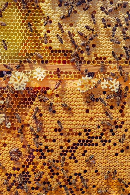 a bunch of bees that are inside of a beehive, a macro photograph, by Jan Rustem, renaissance, 🪔 🎨;🌞🌄, seen from straight above, panel, warm and joyful atmosphere