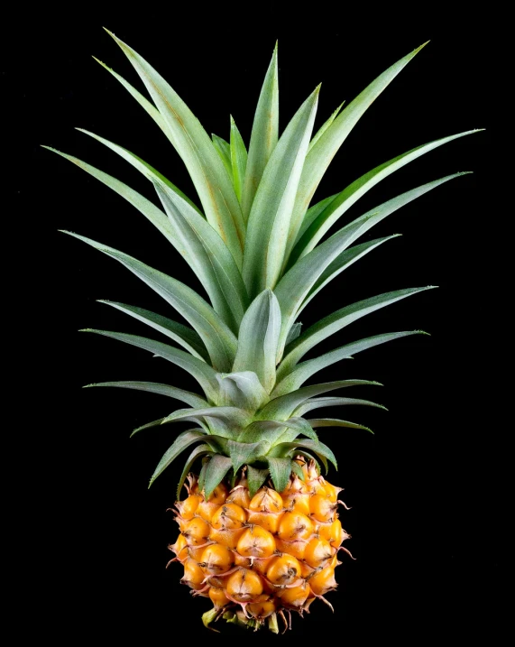 a close up of a pineapple on a black background, a portrait, by Arnie Swekel, shutterstock, renaissance, miniature product photo, -h 1024, plant photography, isolated on white background