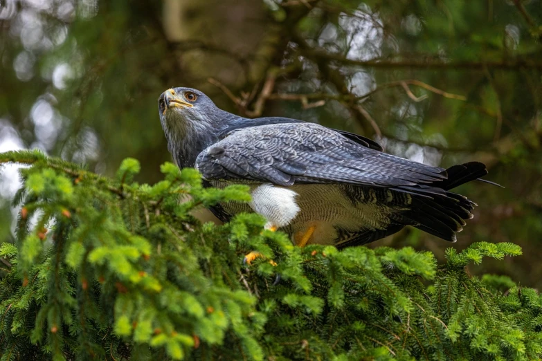 a bird perched on top of a tree branch, a portrait, shutterstock, hurufiyya, hard predatory look, raptor, 2 0 2 2 photo, full subject shown in photo