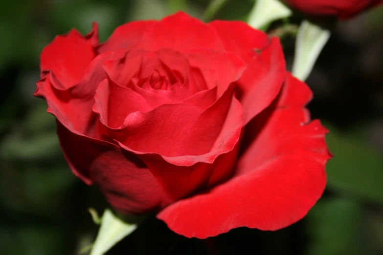 a close up of a red rose on a stem, scarlet, in rich color, deep colours. ”, beautiful flower