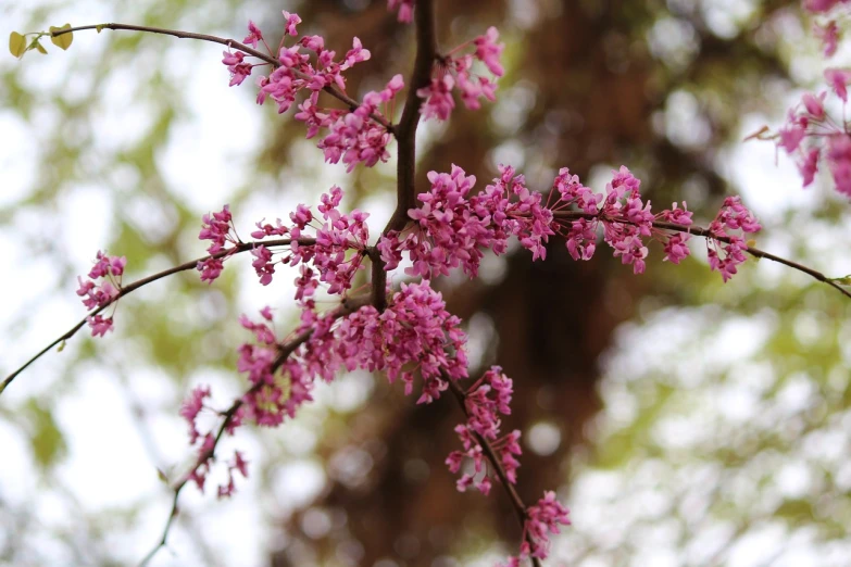 a bird perched on a branch of a redbud tree, a picture, arabesque, bokeh photo