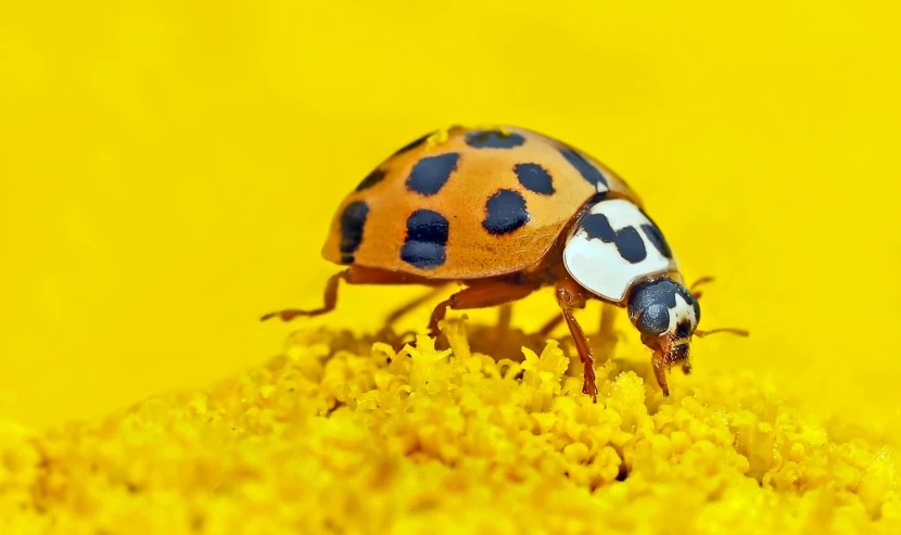 a ladybug sitting on top of a yellow flower, by Jan Rustem, yellow wallpaper, white with chocolate brown spots, closeup view, yellow carpeted