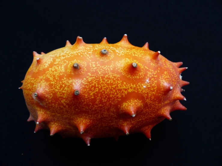 a close up of a fruit on a black surface, a macro photograph, featured on zbrush central, hurufiyya, tropical sea creatures, coronavirus as a stuffed toy, made of cactus spines, speckled