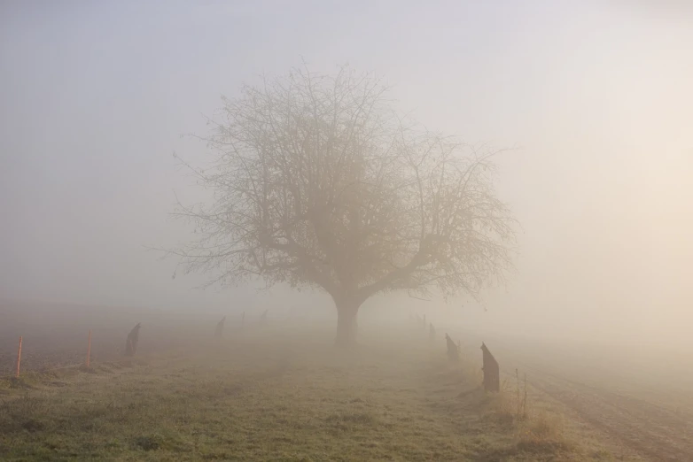 a group of horses standing on top of a grass covered field, by Andrew Geddes, flickr, romanticism, winter mist around her, old tree, dog, murder