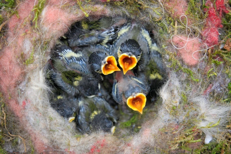 a group of baby birds sitting in a nest, by Robert Brackman, flickr, bird's eye overhead shot, scotland, spaghettification, dew