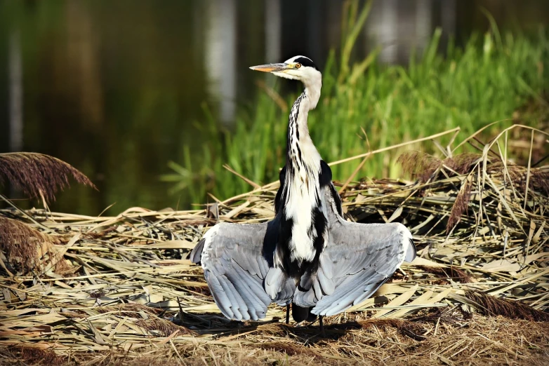 a large bird standing on top of a pile of dry grass, a picture, hurufiyya, heron, confident relaxed pose, his arms spread. ready to fly, in a pond