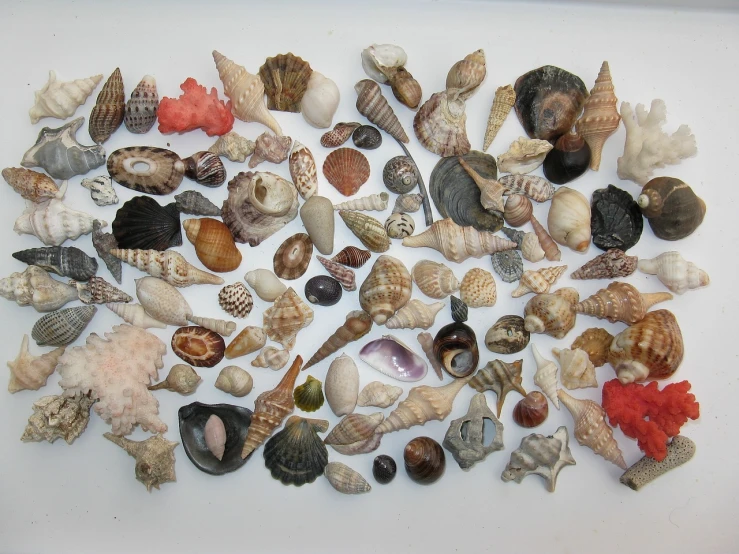 a table topped with lots of different types of shells, with a white background, 8 0 k, pointy shell, very tiny